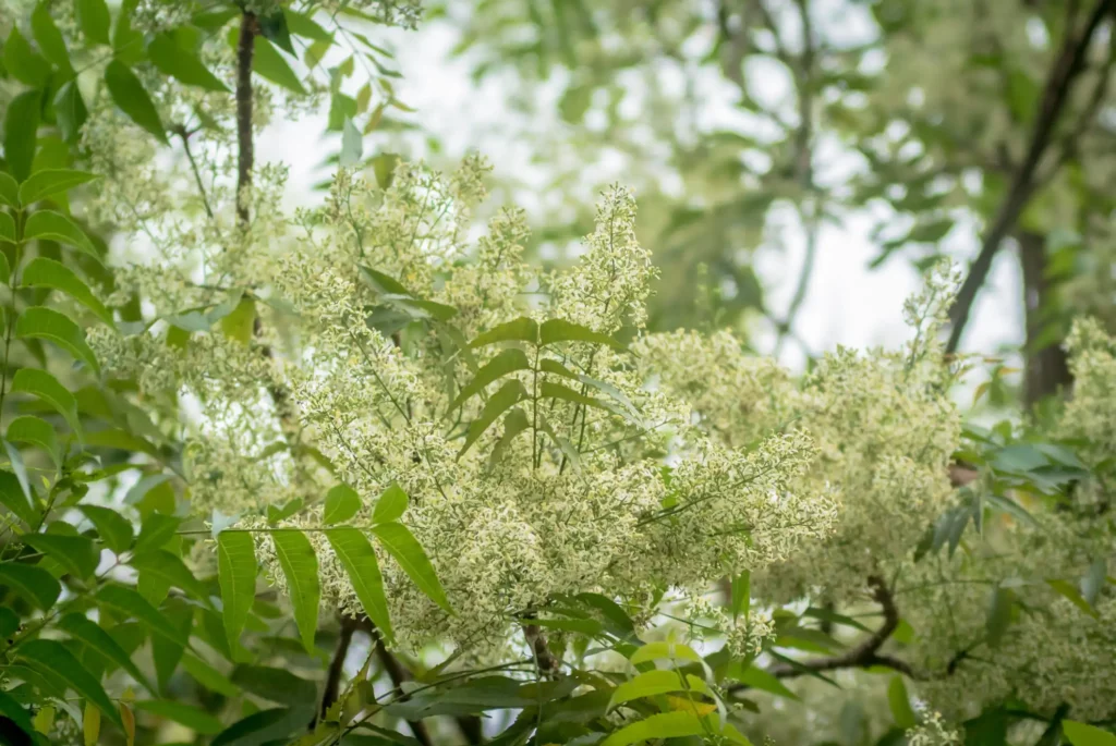 Arbre de Neem (margousier)