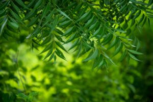 Feuilles de neem - bienfaits du neem pour le corps - NYM Cosmétiques