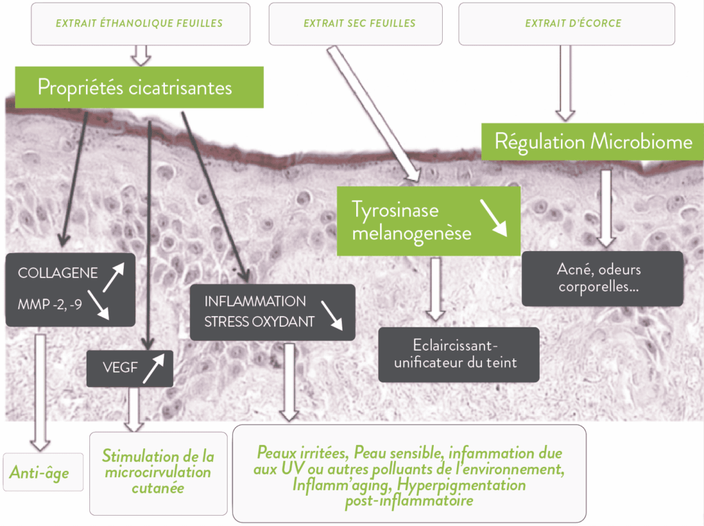 Schéma des actions du Neem sur la peau